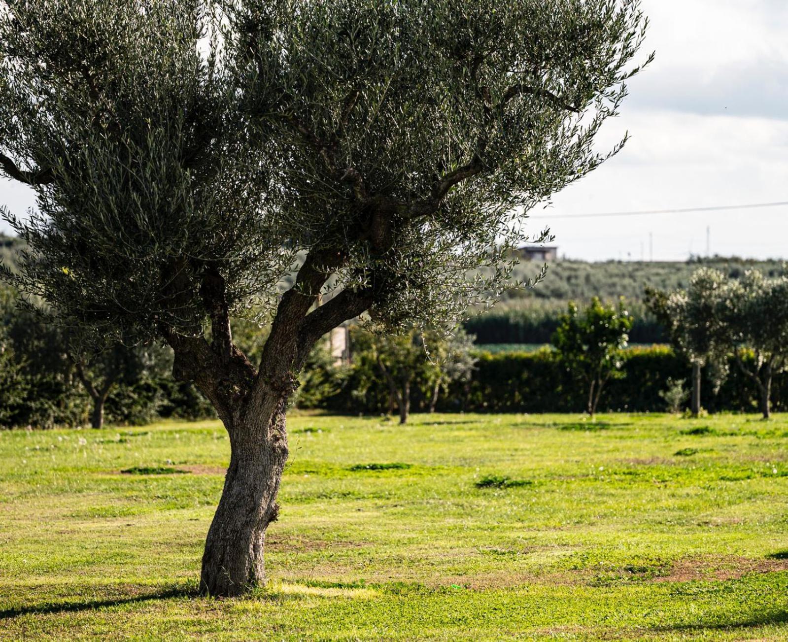 La Massaria Agriresort Orta Nova Eksteriør billede